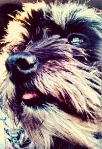 Close-up portrait of a dog