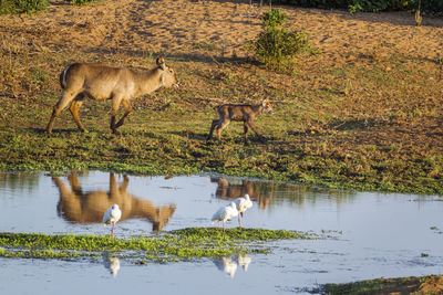 Horses in a lake