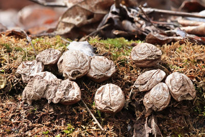 Close-up of rocks on field