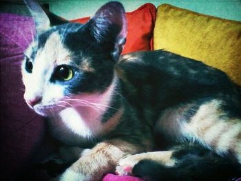 Close-up of cat lying on sofa