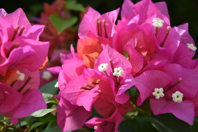 Close-up of pink bougainvillea flowers