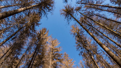 Low angle view of trees against clear blue sky