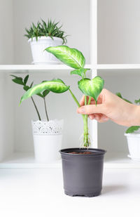 Planting a home plant with a root system in a flower pot. floriculture at home.