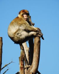 Low angle view of monkey sitting against clear sky