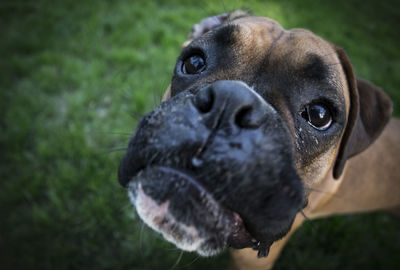 Close-up portrait of dog