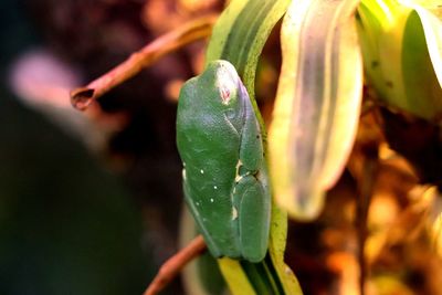 Close-up of water drops on plant