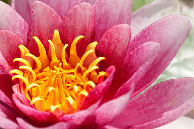 Close-up of pink rose flower