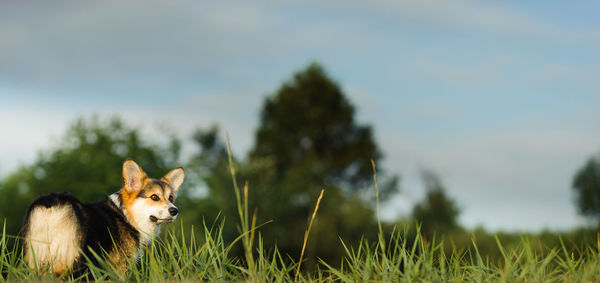 Dog standing on grassy field against sky