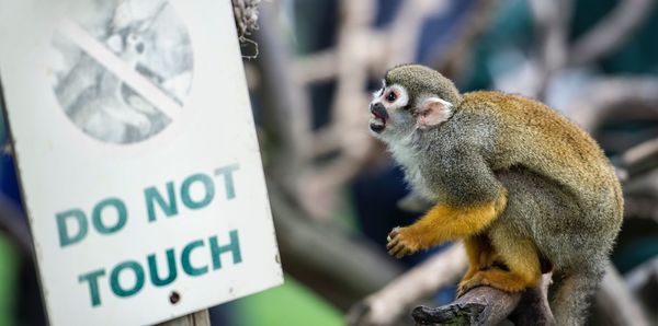 Squirrel monkey by information sign