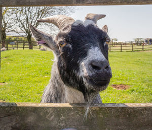 Goat looking through a fence