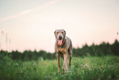 Portrait of dog running on field