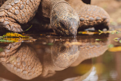 Close-up of turtle