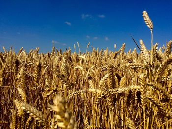 Close-up of stalks in field against blue sky