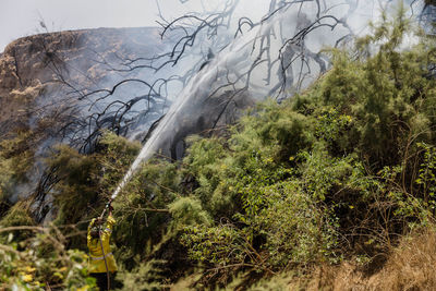 Plants growing on land