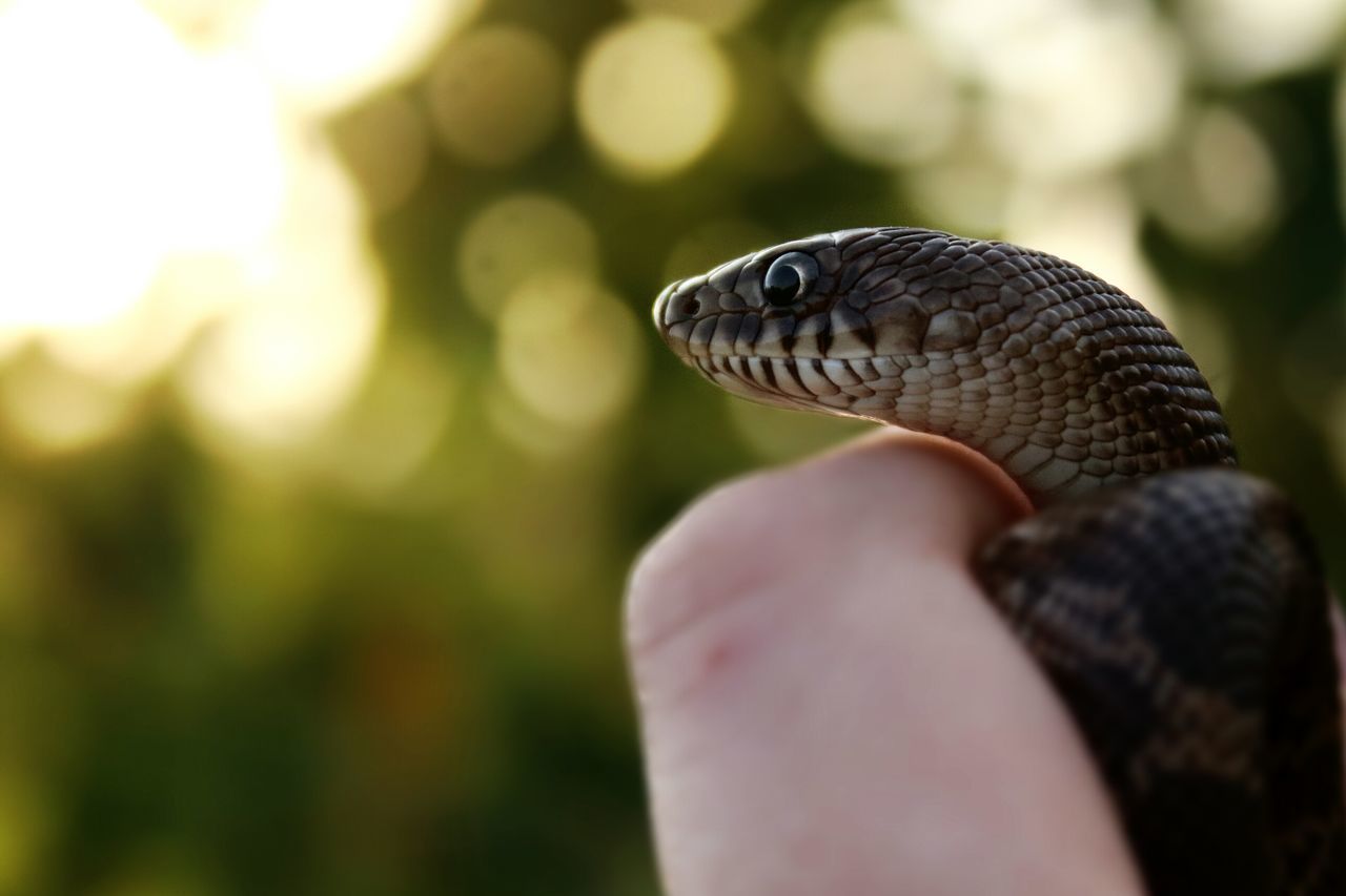 one animal, human hand, animal themes, human body part, reptile, one person, day, animals in the wild, outdoors, real people, holding, animal wildlife, close-up, nature, pets, people