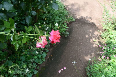 High angle view of pink flowering plants