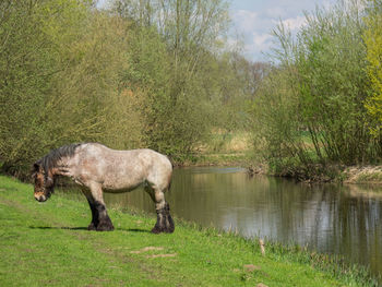 Horse in a field