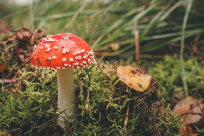 Close-up of fly agaric mushroom growing on grass