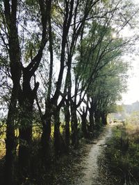 Trees on landscape against sky