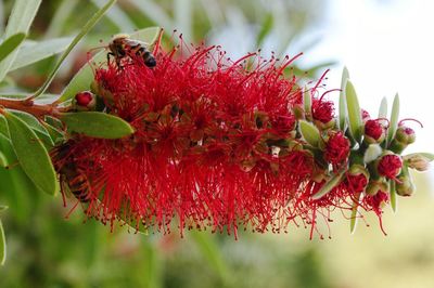 Close-up of insect on red flower