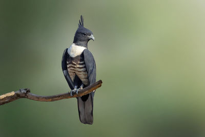 Image of black baza perched on a branch on nature background. falco. bird. animals.