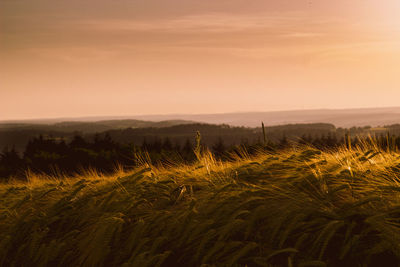 Scenic view of wheat field against sky at sunset