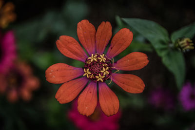 Close-up of purple flowering plant