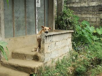 Dog sitting on wall