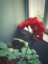 Close-up of red flower