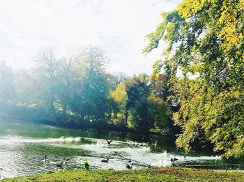 Scenic view of lake in forest during autumn