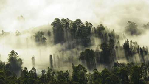 Low angle view of trees in forest against sky