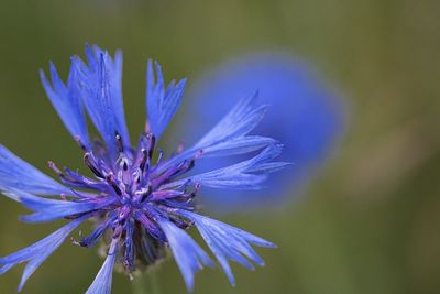 Close-up of purple blue flower, cornflower
