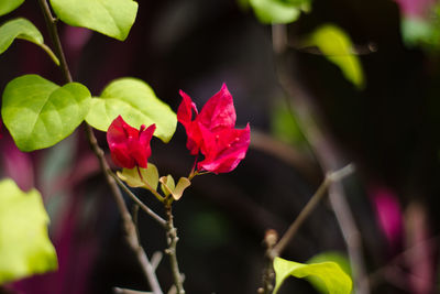 Close-up of pink bougainvillea blooming outdoors