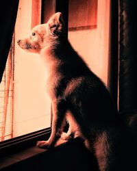 Cat sitting on window sill