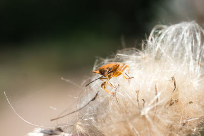 Close-up of bee