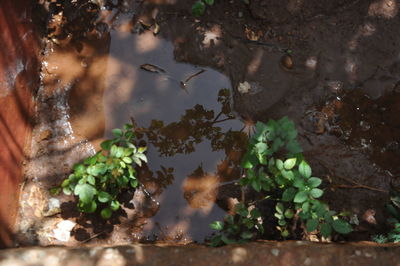 High angle view of turtle in water