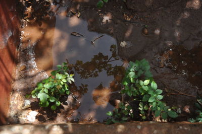 High angle view of turtle in water