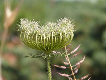 Close-up of thistle