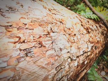 Close-up of tree trunk