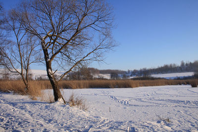 Bare tree on snow covered field against sky