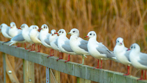 Black headed gulls in winter plumage close up of bird and birds perched on lake bridge handrail