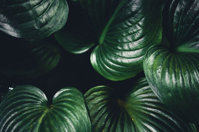 Close-up of green leaves