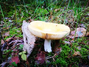 Close-up of mushroom on field