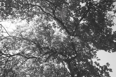 Low angle view of trees against sky