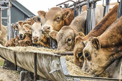 Group of cows eating