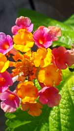 Close-up of yellow flowers blooming outdoors