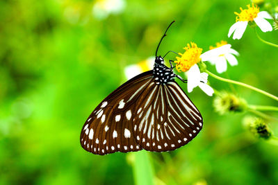 Close-up of butterfly pollinating on flower