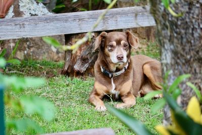 Portrait of dog on grass