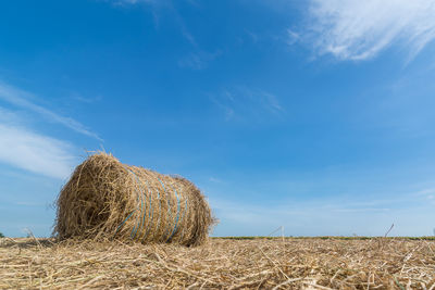 Hay grass with blue sky	