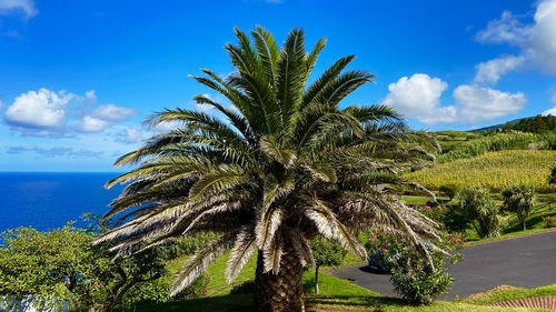 Palm tree by sea against sky